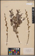 Salix aurita L. x Salix repens L.